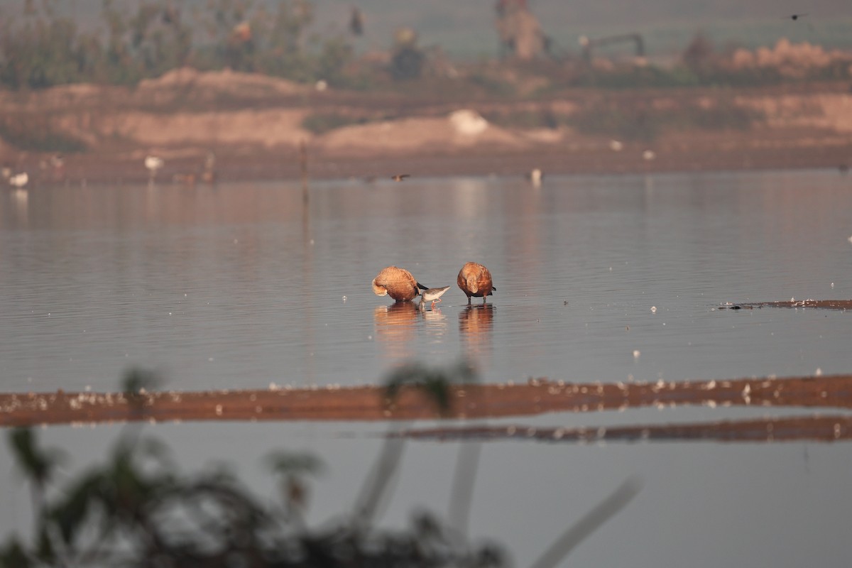 Ruddy Shelduck - ML646958926