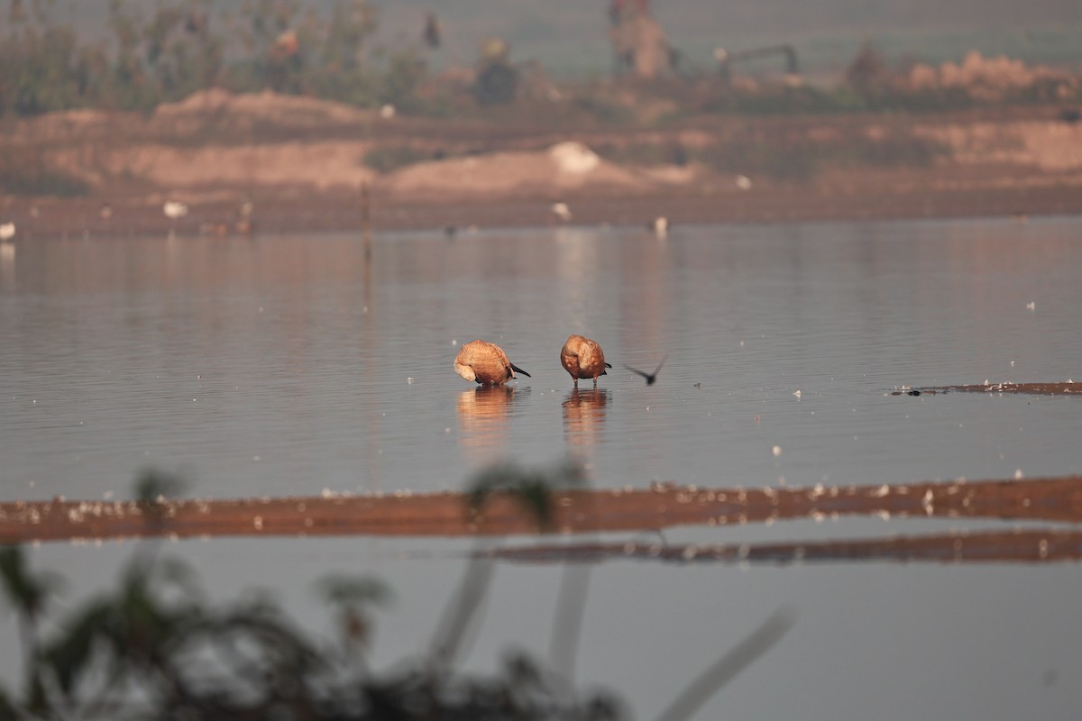 Ruddy Shelduck - ML646958927