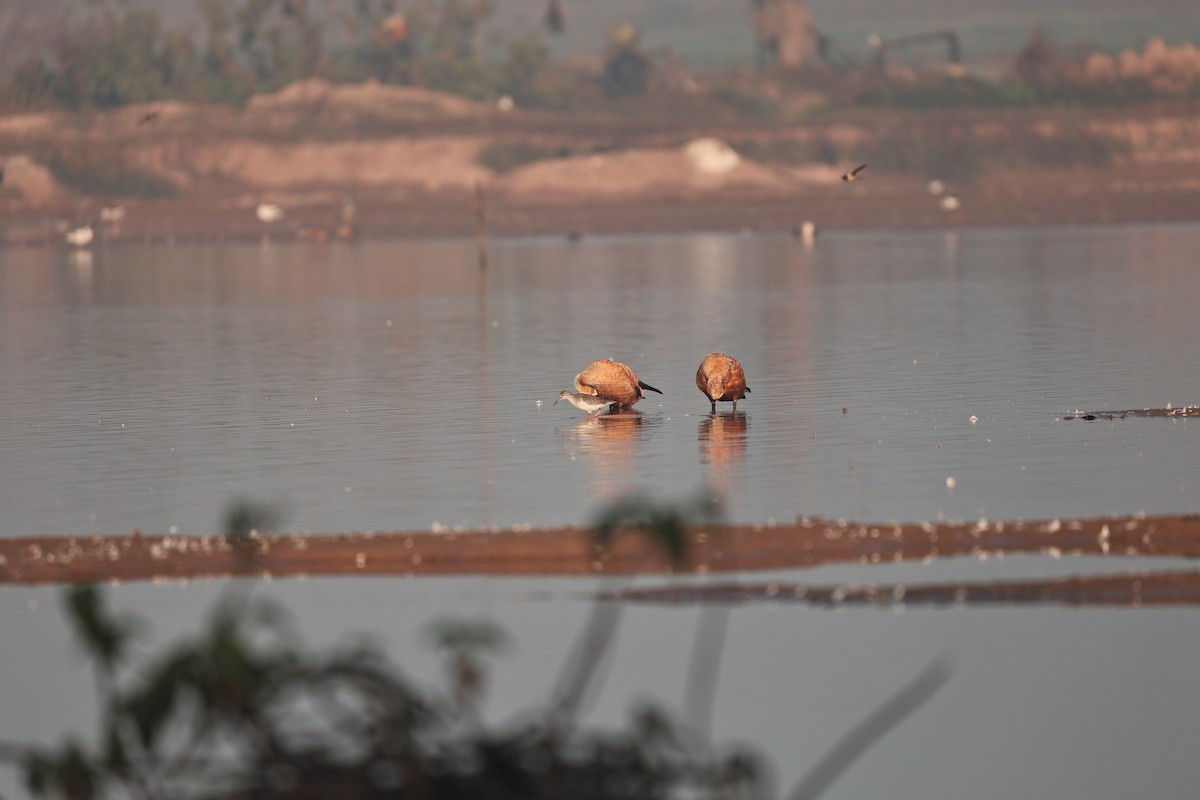 Ruddy Shelduck - ML646958928