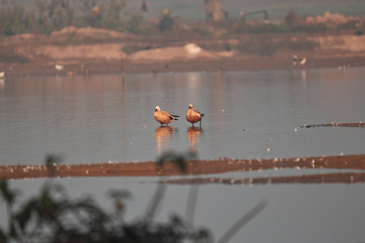 Ruddy Shelduck - ML646958929