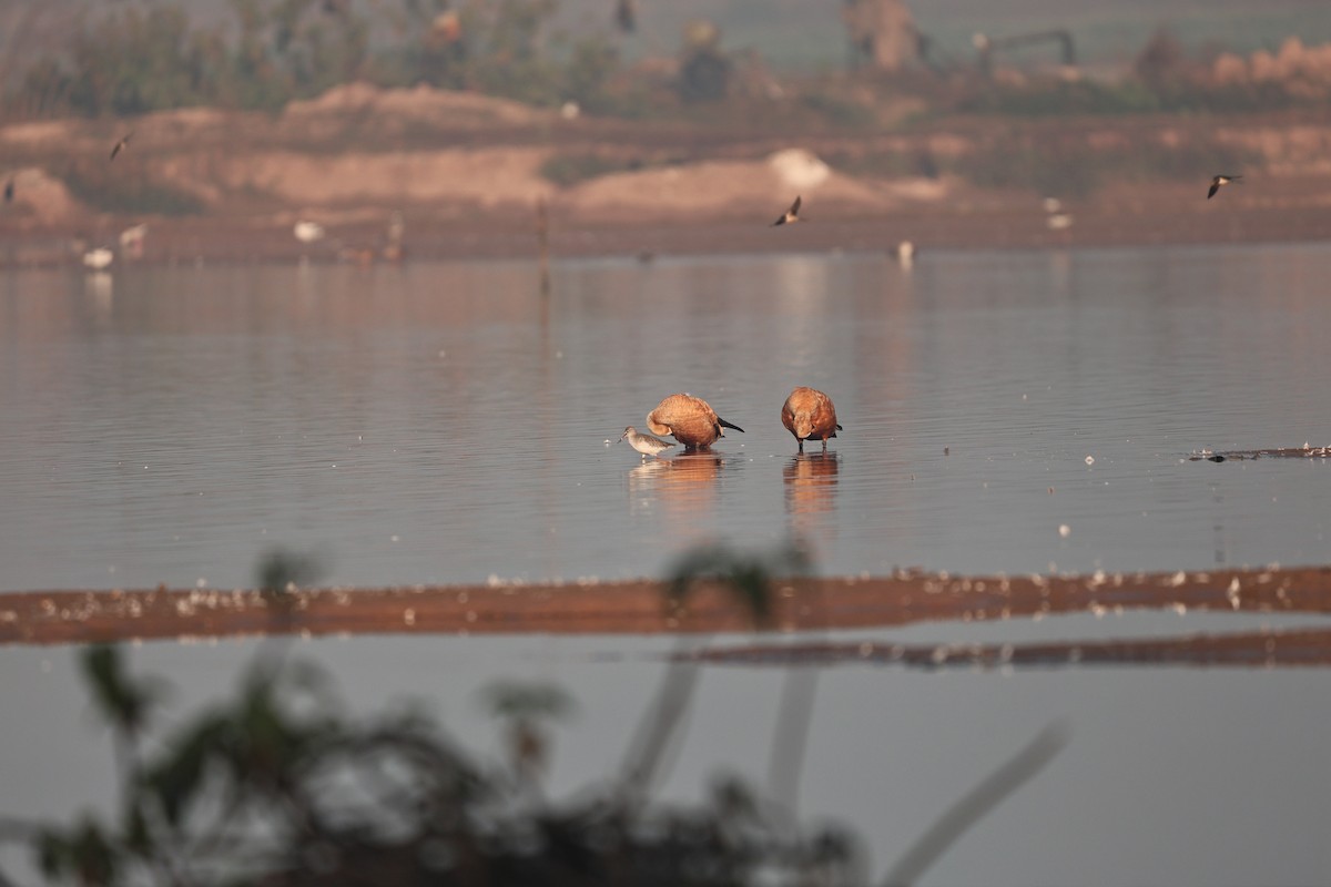 Ruddy Shelduck - ML646958930
