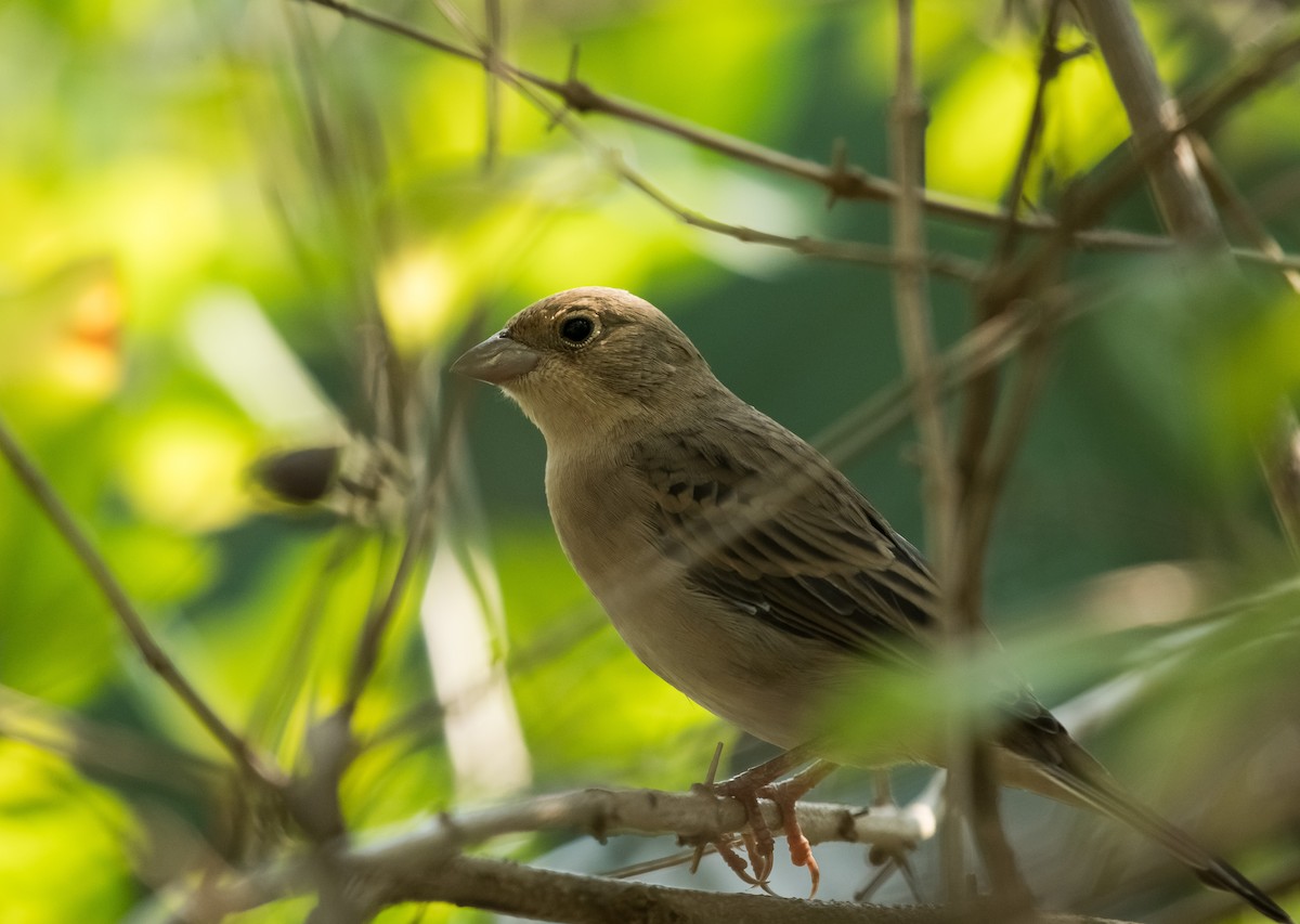 Zigolo testaranciata - ML646958932