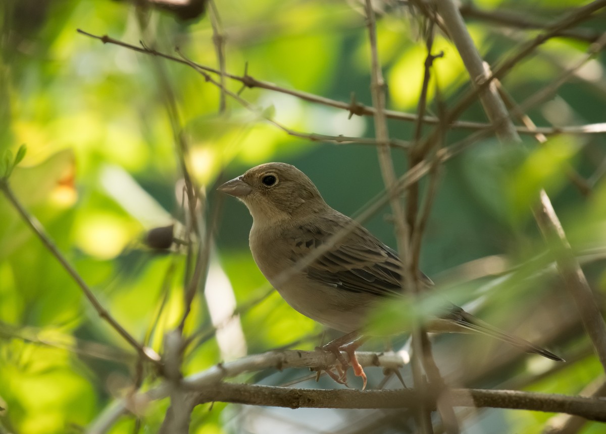 Zigolo testaranciata - ML646958935