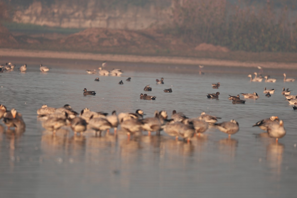 Boz Ördek - ML646958937