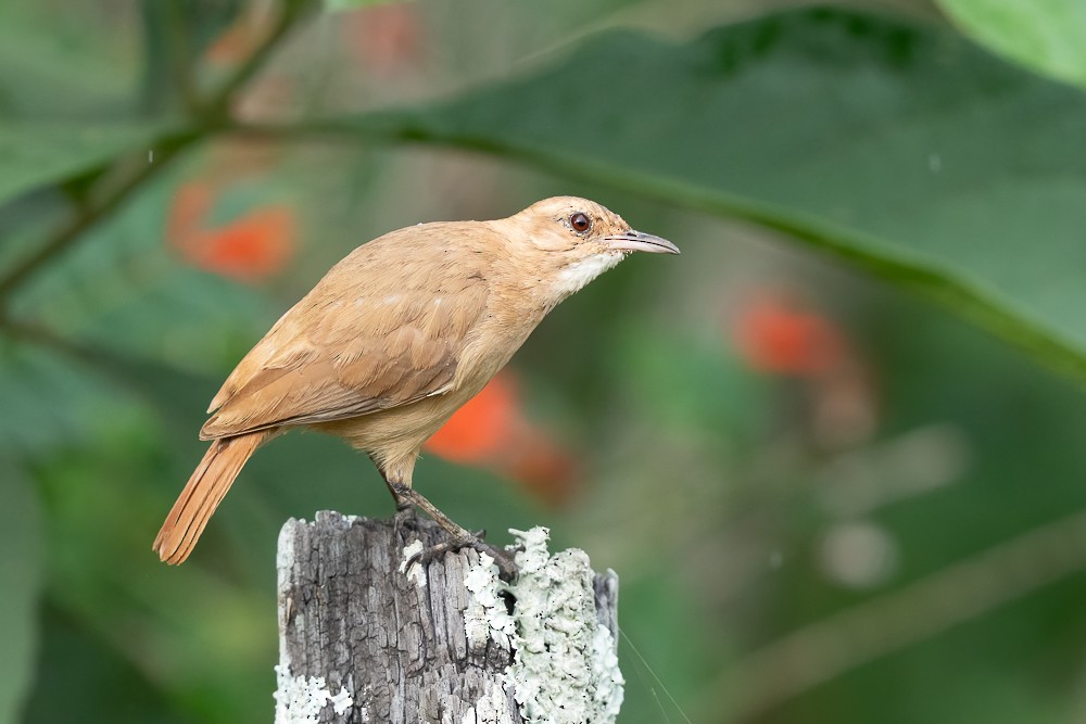 Rufous Hornero - ML646958938