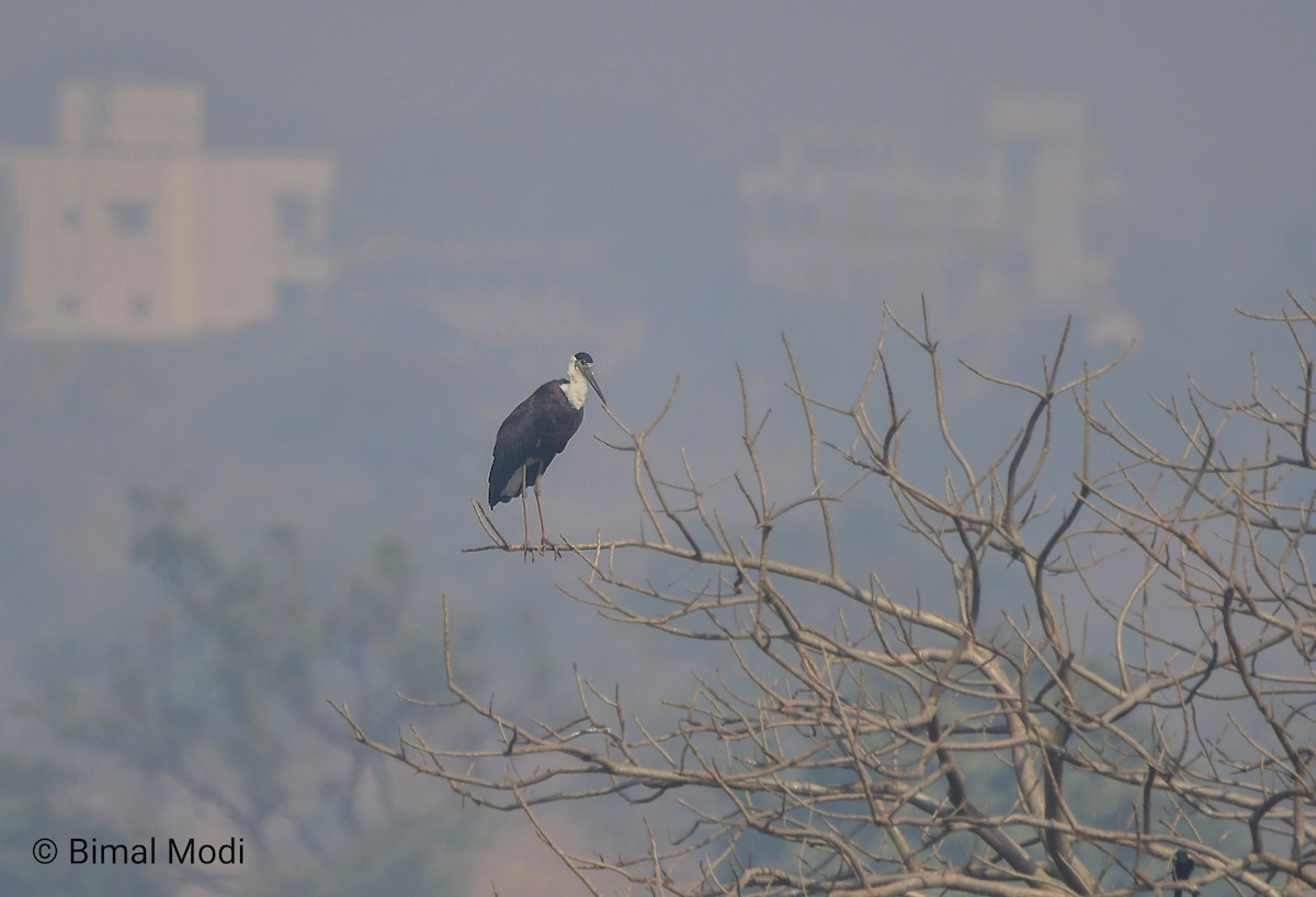 Asya Keşiş Leyleği - ML646958941