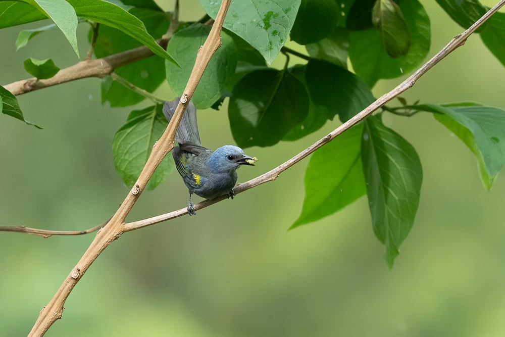 Golden-chevroned Tanager - ML646958945