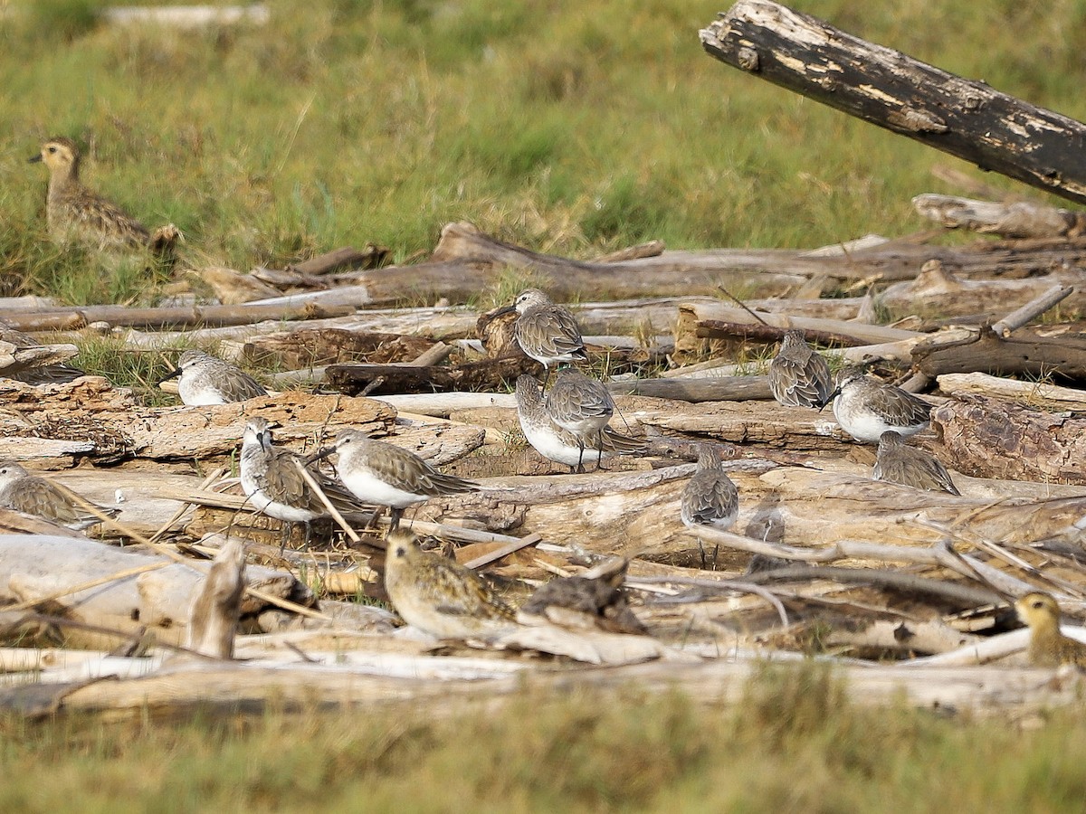 Curlew Sandpiper - ML646958949