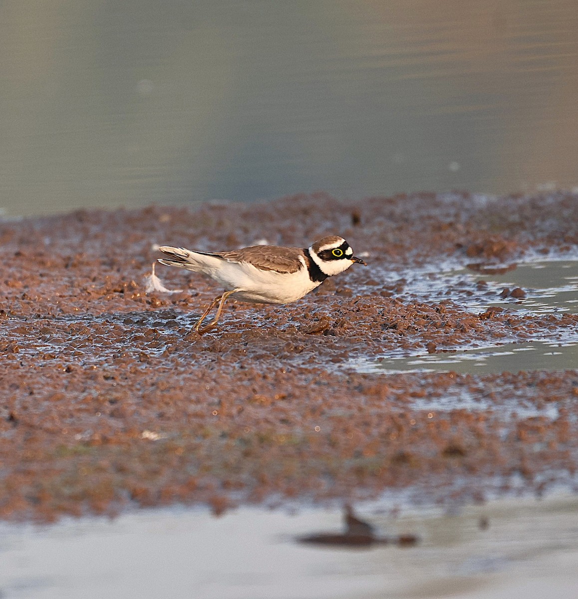 Little Ringed Plover - ML646958950