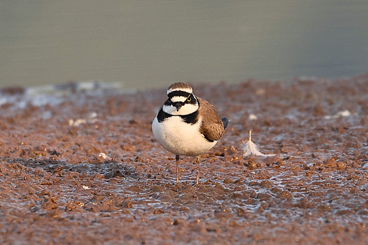 Little Ringed Plover - ML646958953