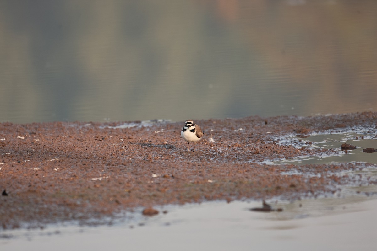Little Ringed Plover - ML646958954