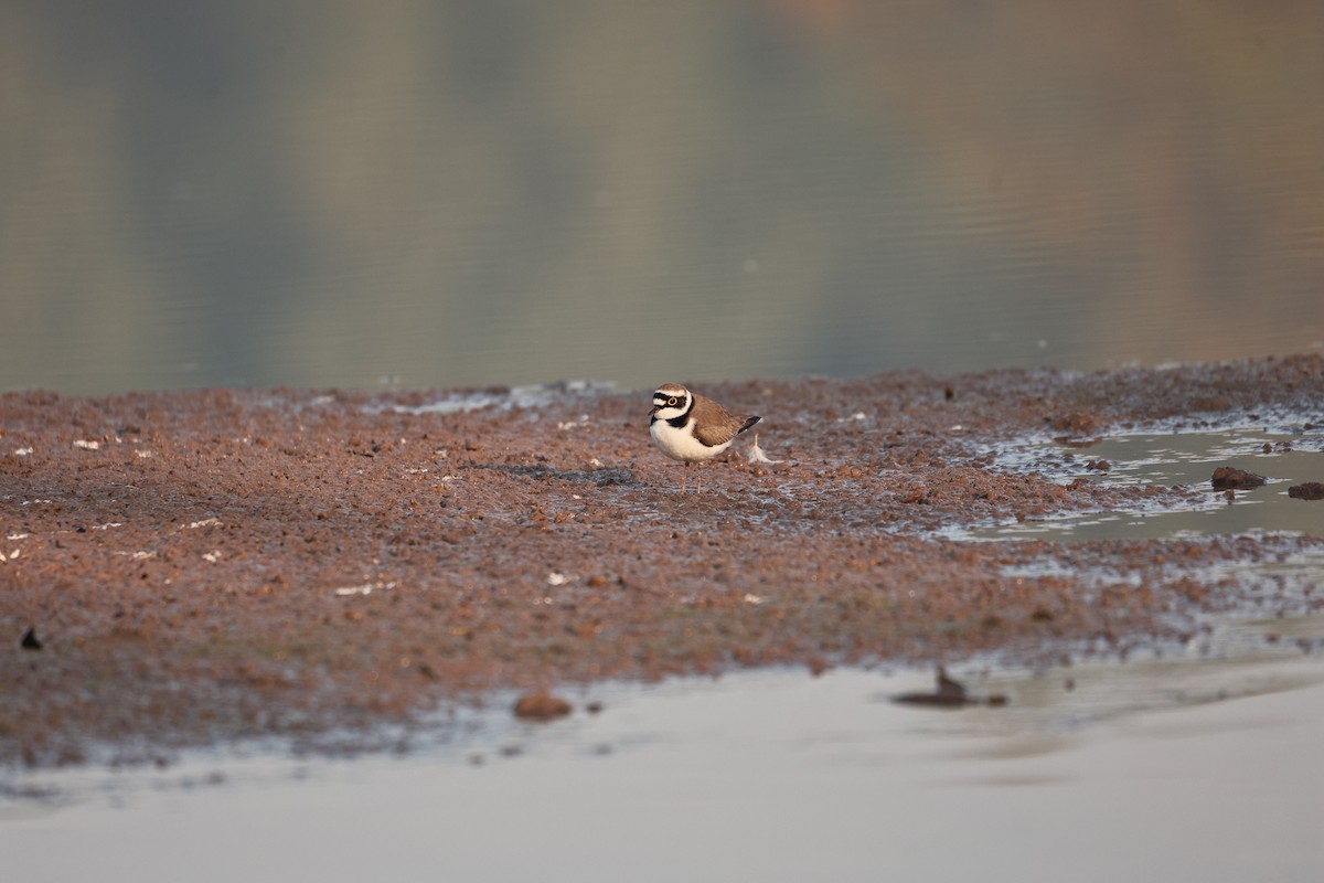 Little Ringed Plover - ML646958955