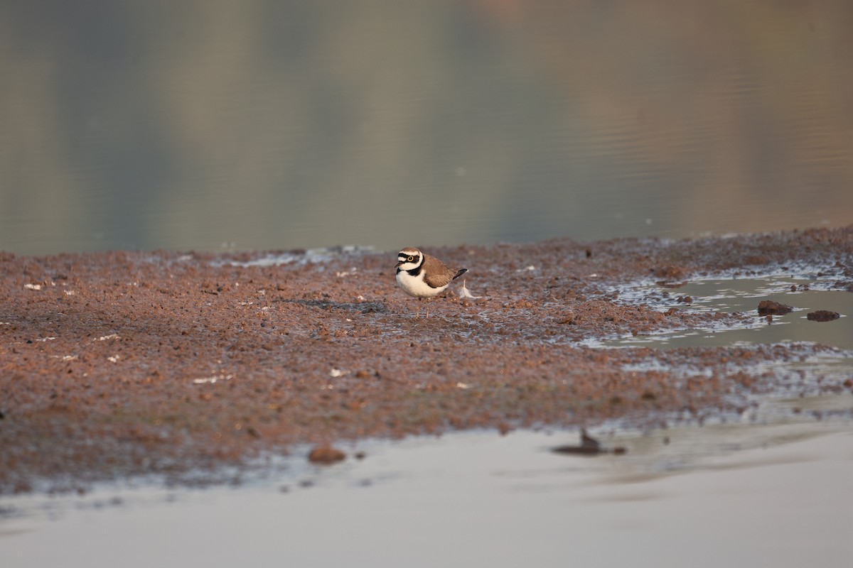 Little Ringed Plover - ML646958958