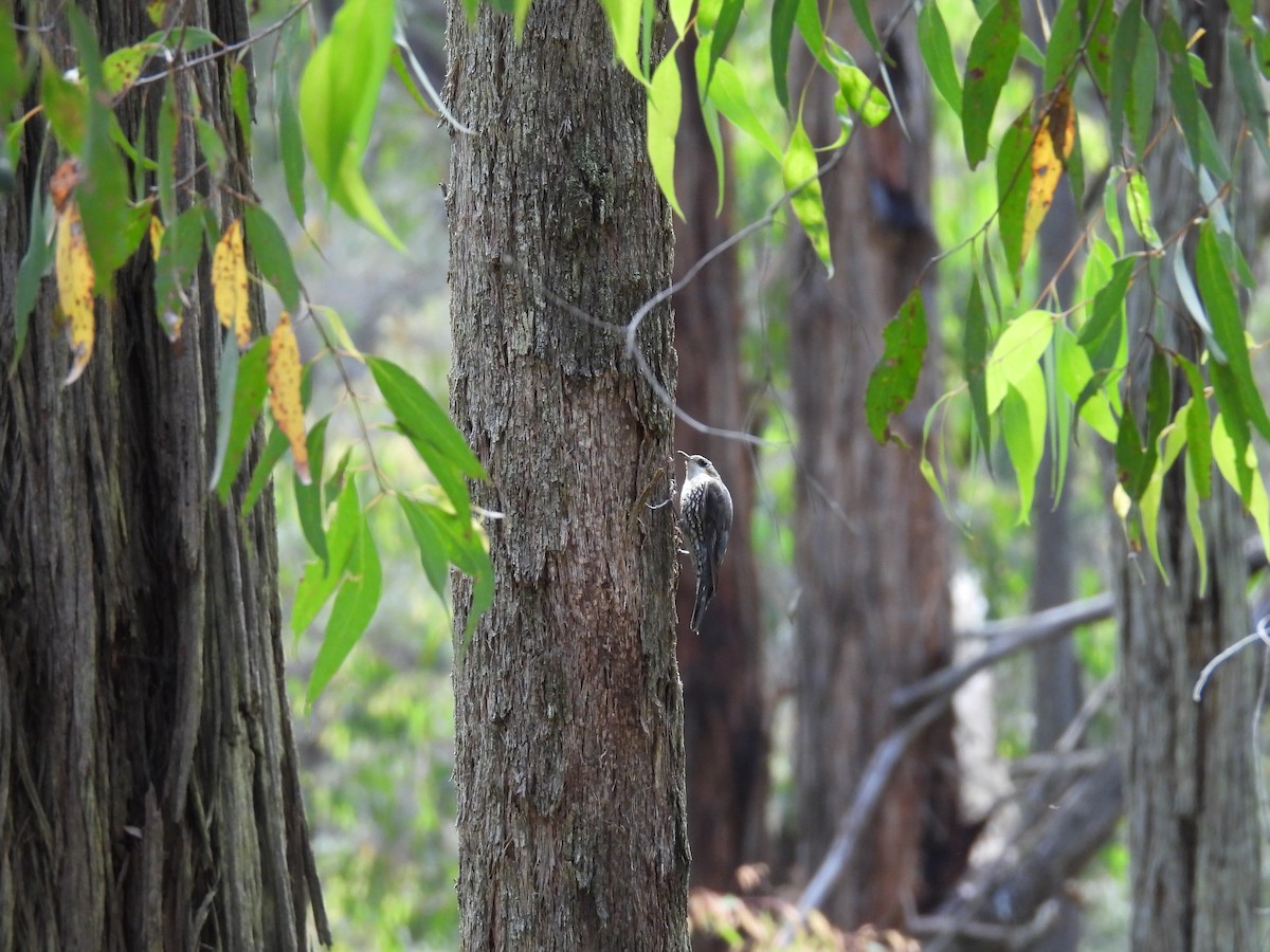 White-throated Treecreeper - ML646958960