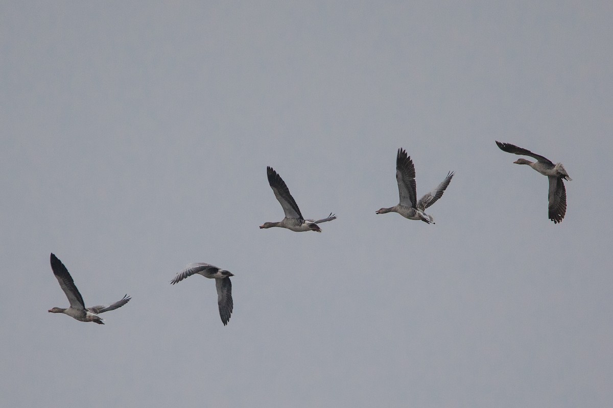 Серый гусь - ML646958962