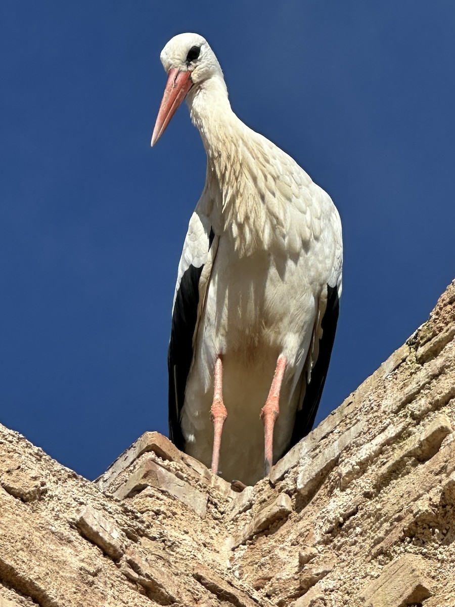 White Stork - ML646958963