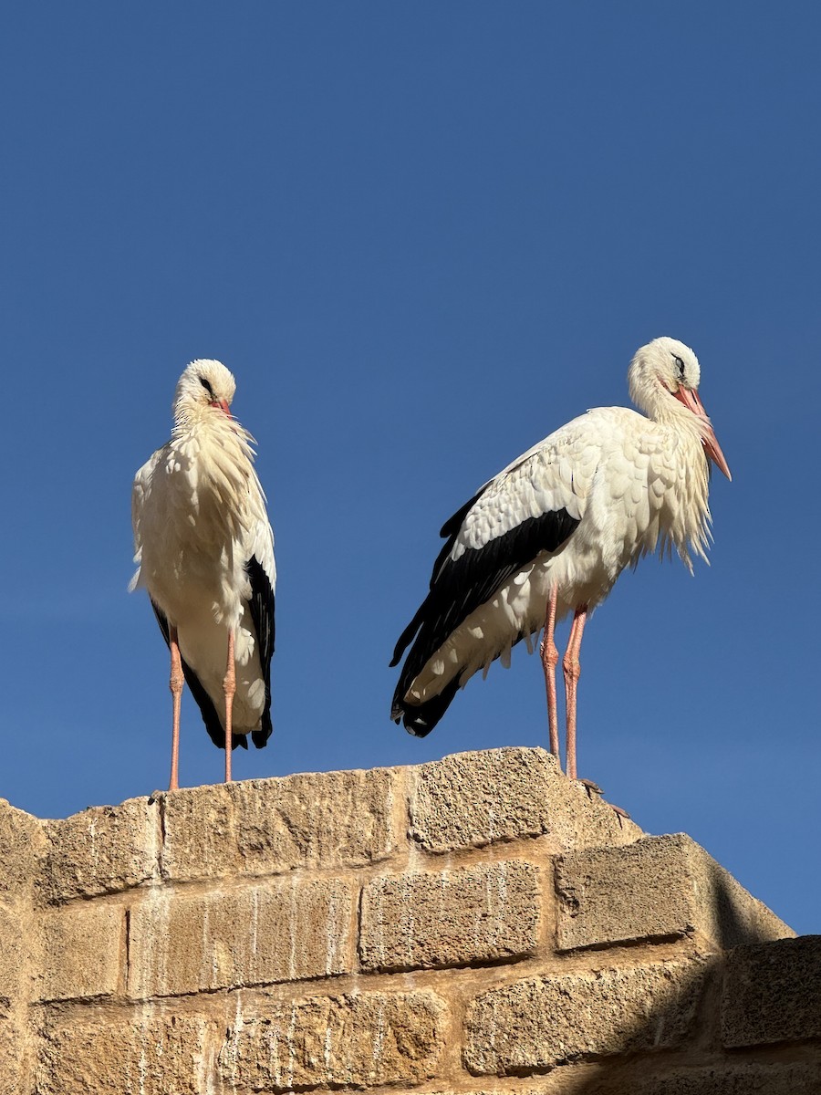 White Stork - ML646958964