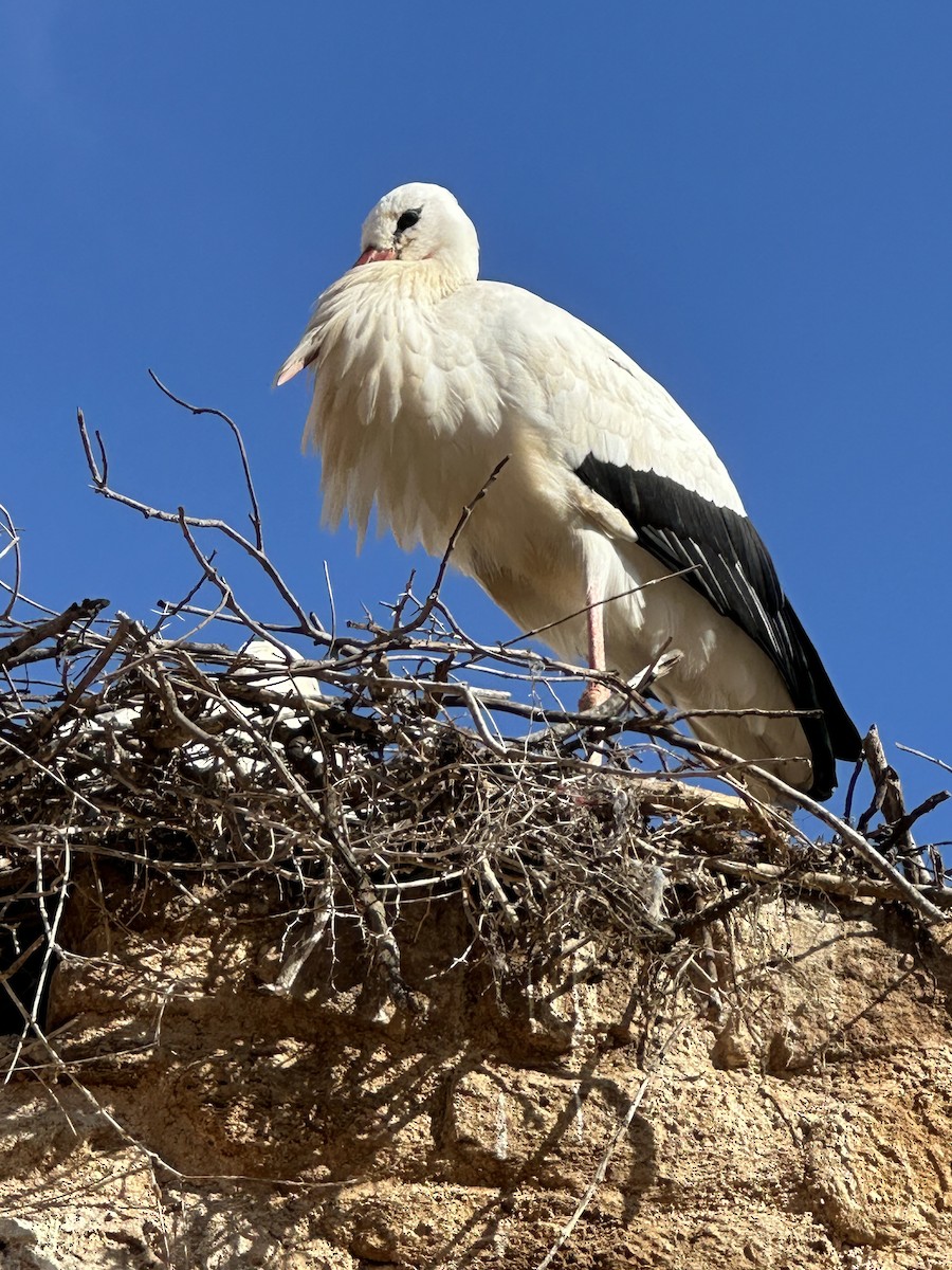 White Stork - ML646958965
