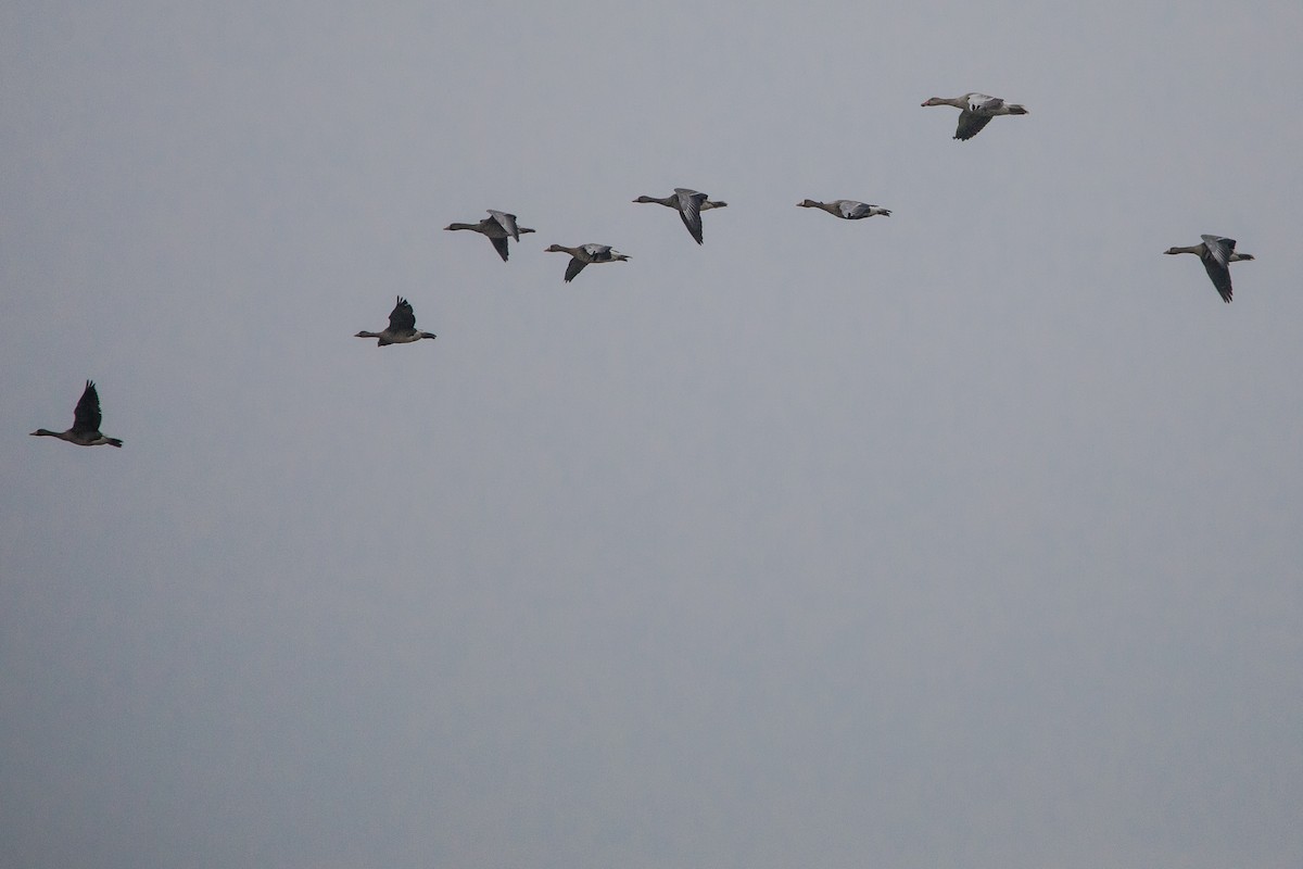 Серый гусь - ML646958966