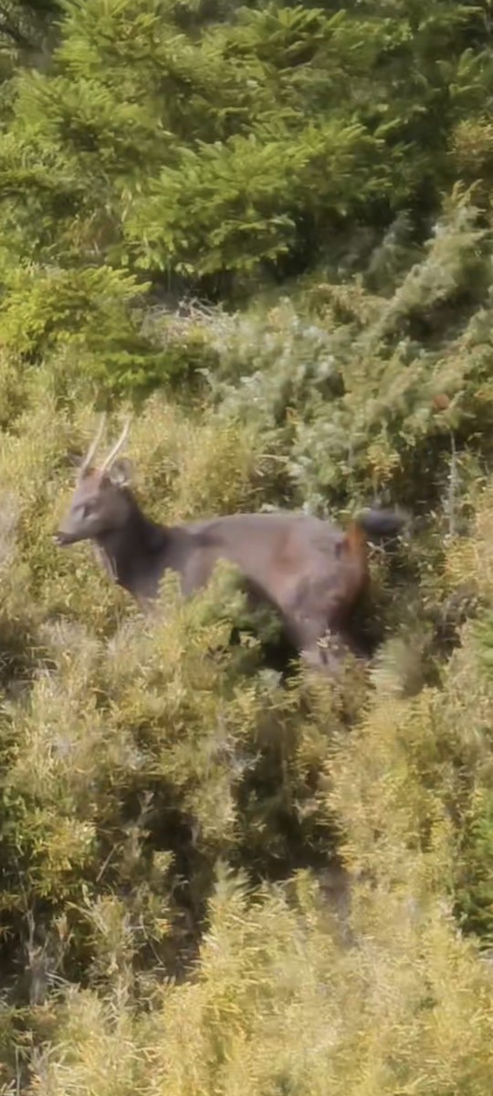 Animals - ML646958968