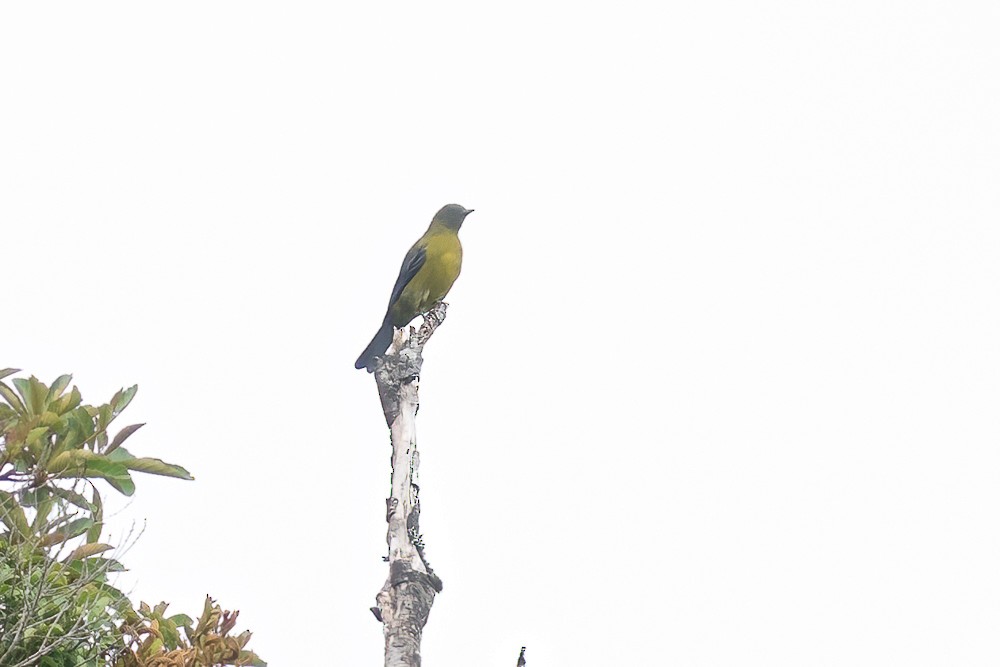 Gray-winged Cotinga - ML646958979