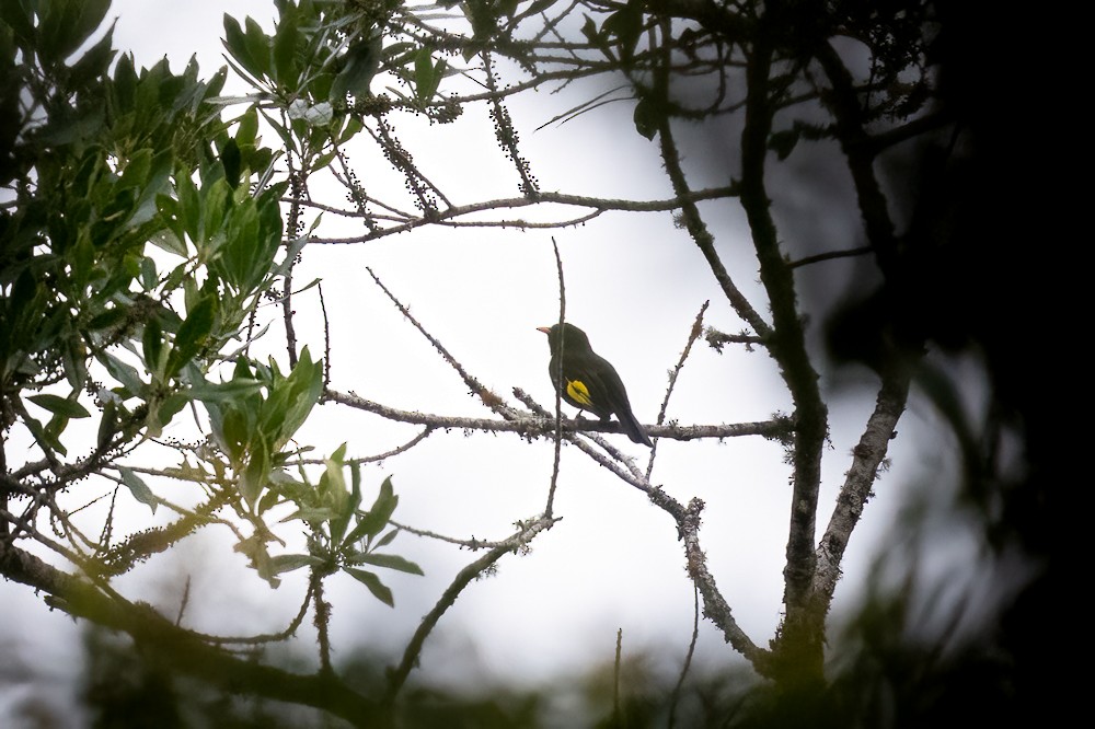 Black-and-gold Cotinga - ML646958980