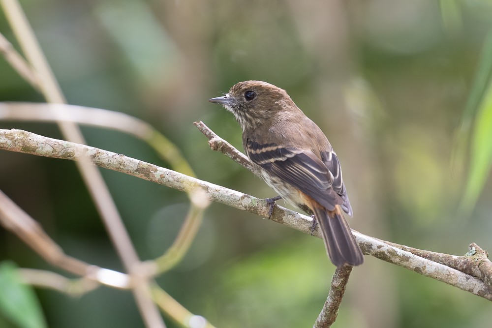 Blue-billed Black-Tyrant - ML646958985