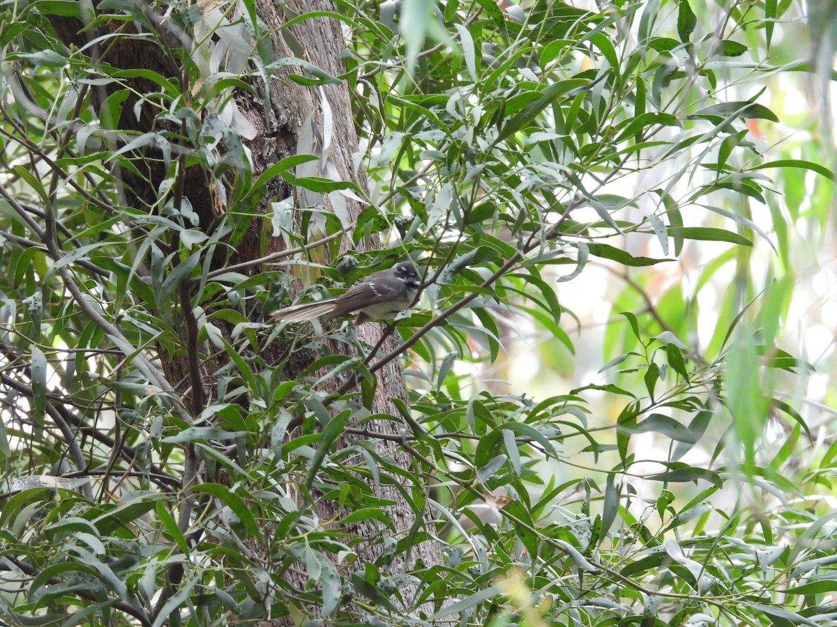 Gray Fantail - ML646958986