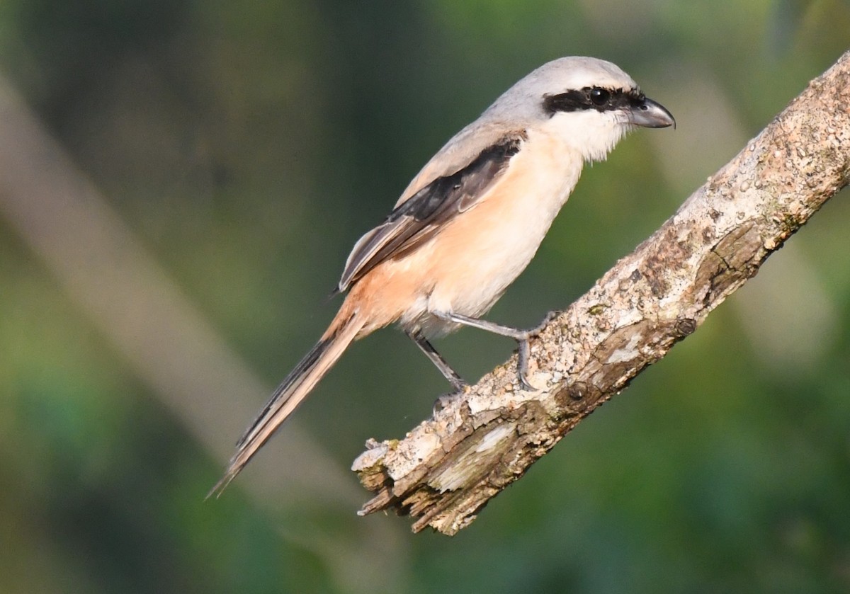 Long-tailed Shrike - ML646958988