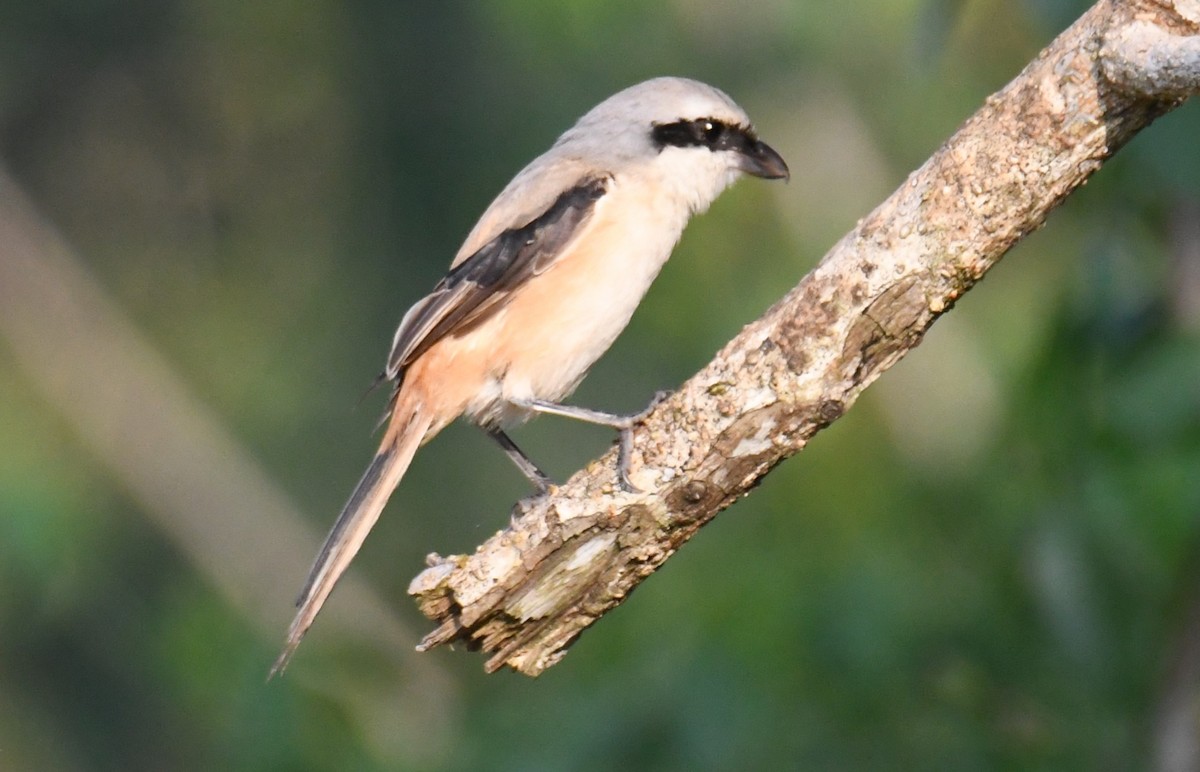 Long-tailed Shrike - ML646958990
