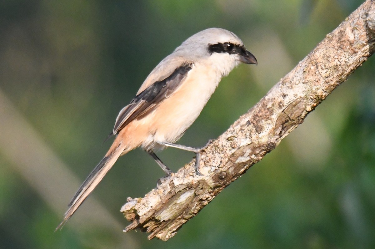 Long-tailed Shrike - ML646958992