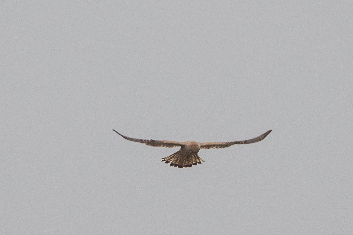 Eurasian Kestrel - ML646958994