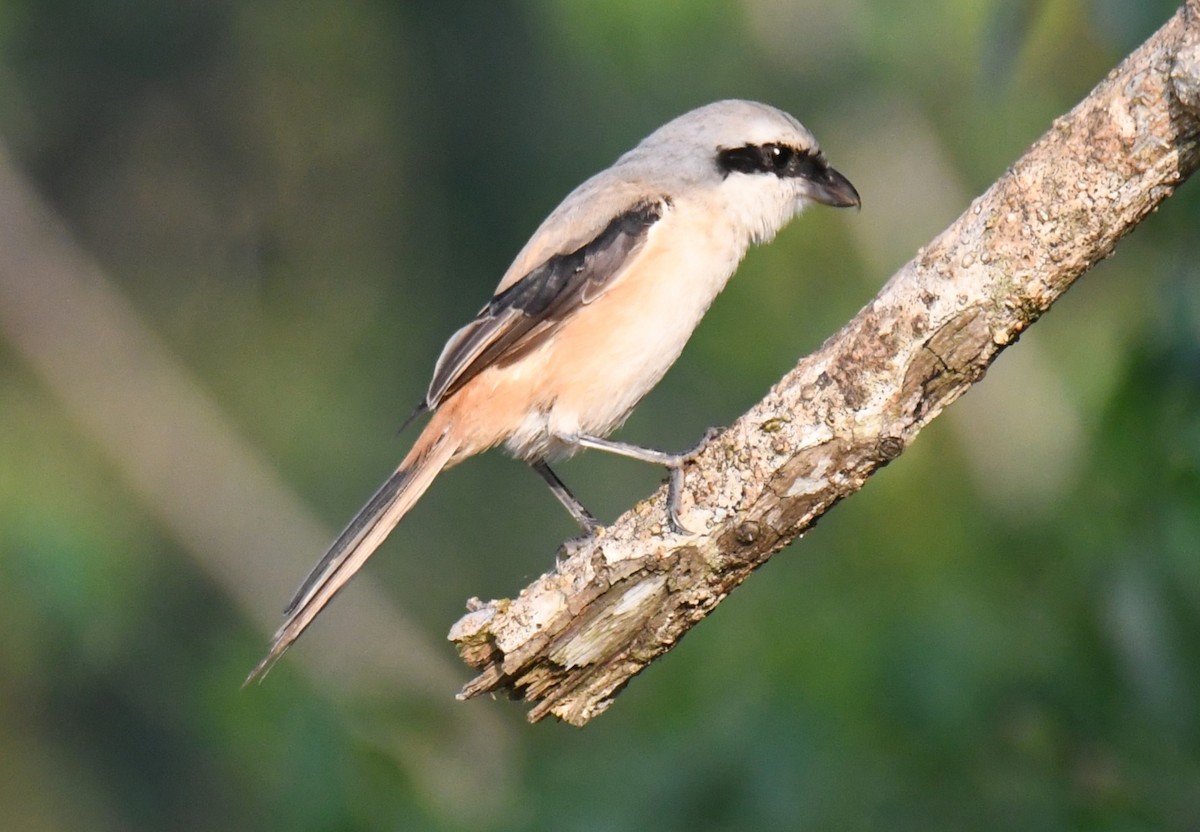 Long-tailed Shrike - ML646958995