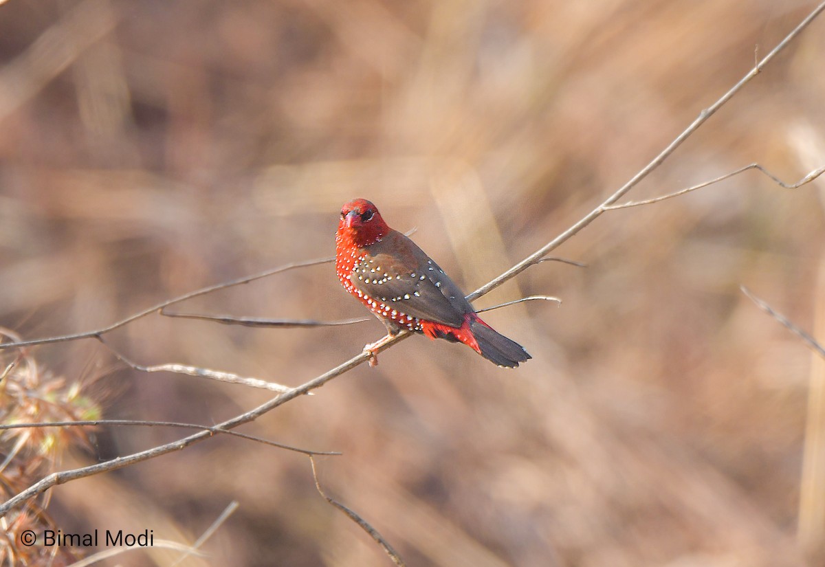 Red Avadavat - ML646958996