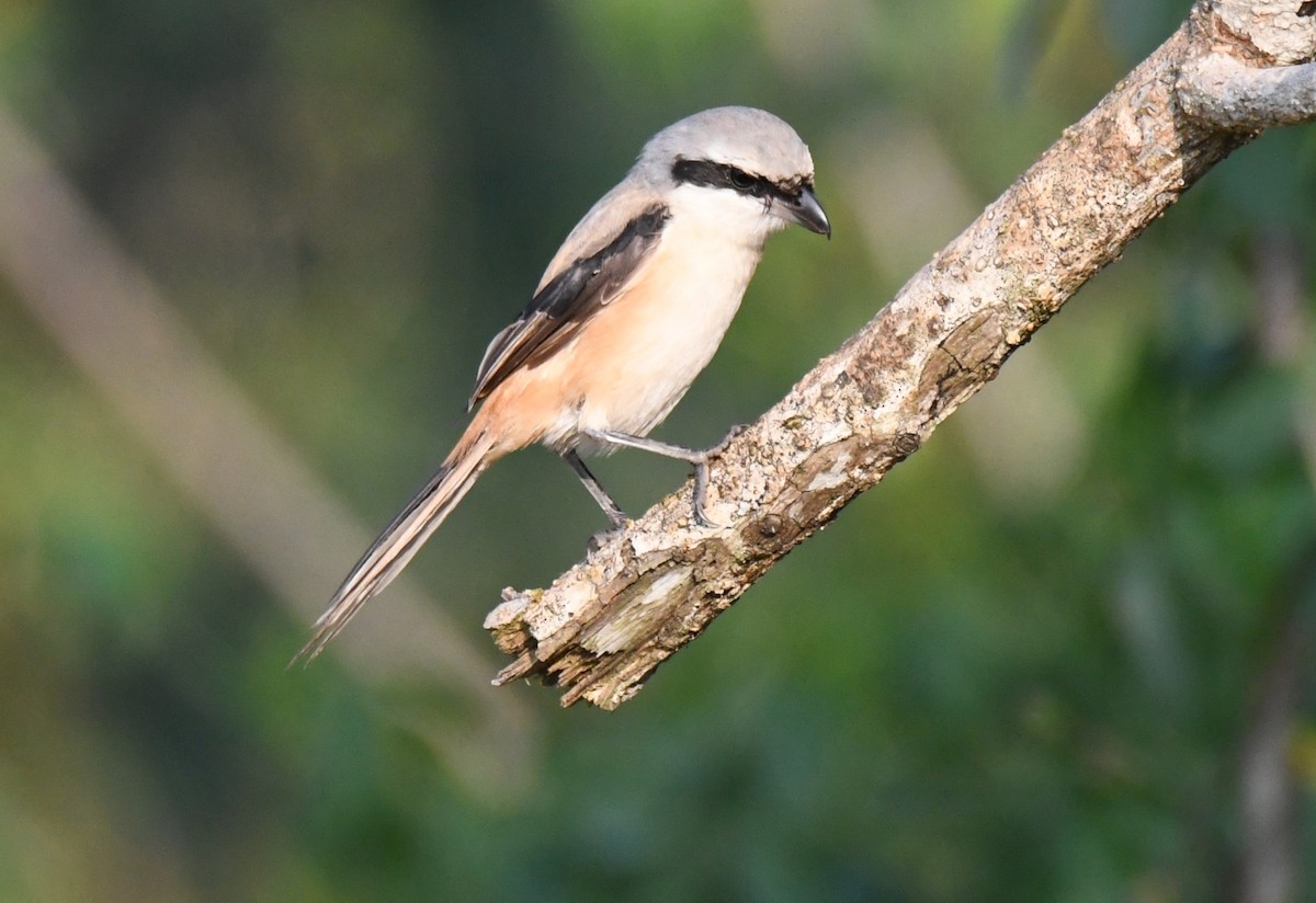 Long-tailed Shrike - ML646958999
