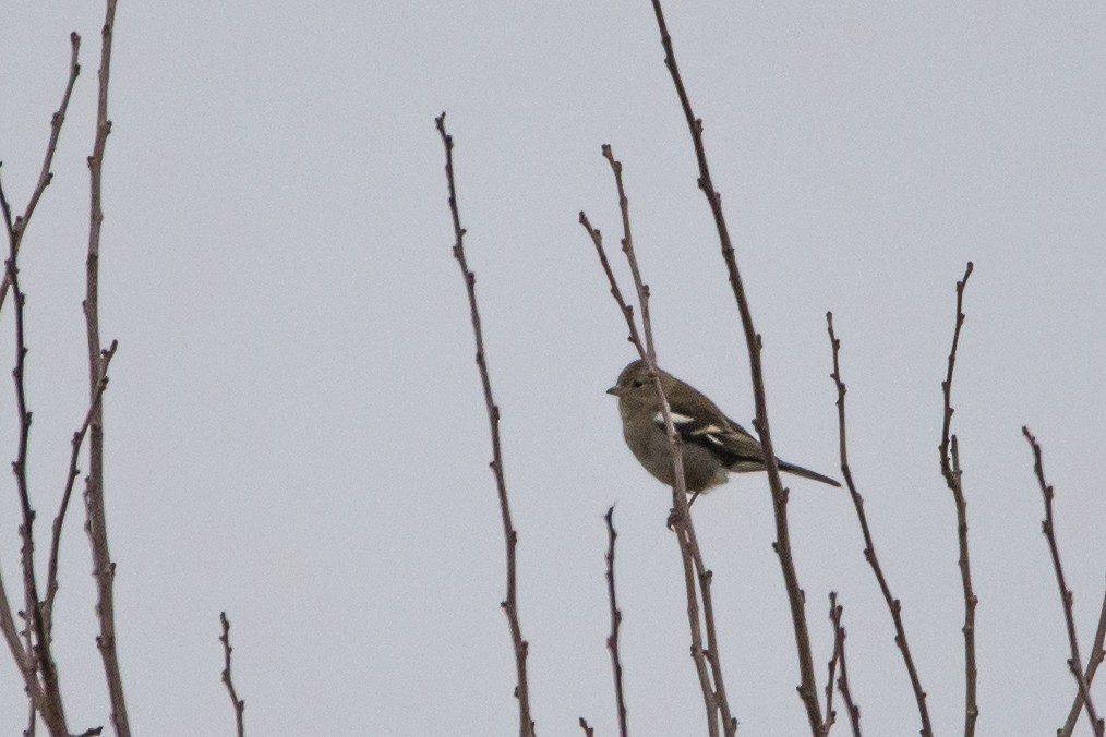 Common Chaffinch - ML646959000