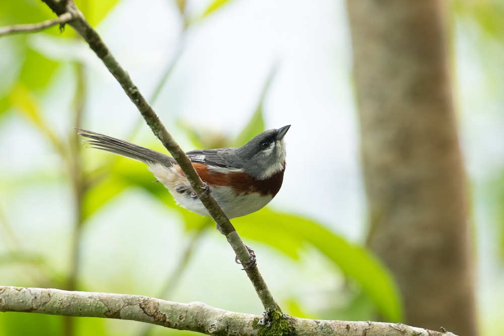 Bay-chested Warbling Finch - ML646959001