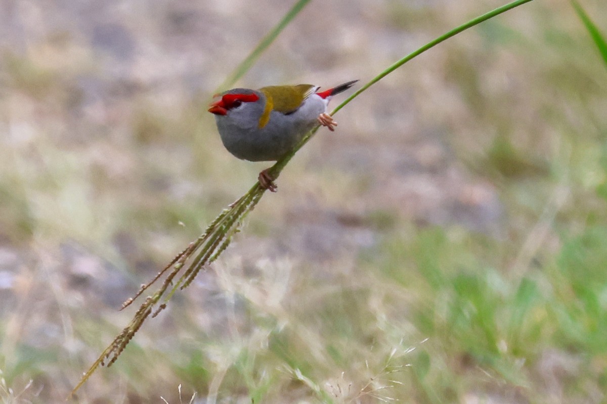 Red-browed Firetail - ML646959002