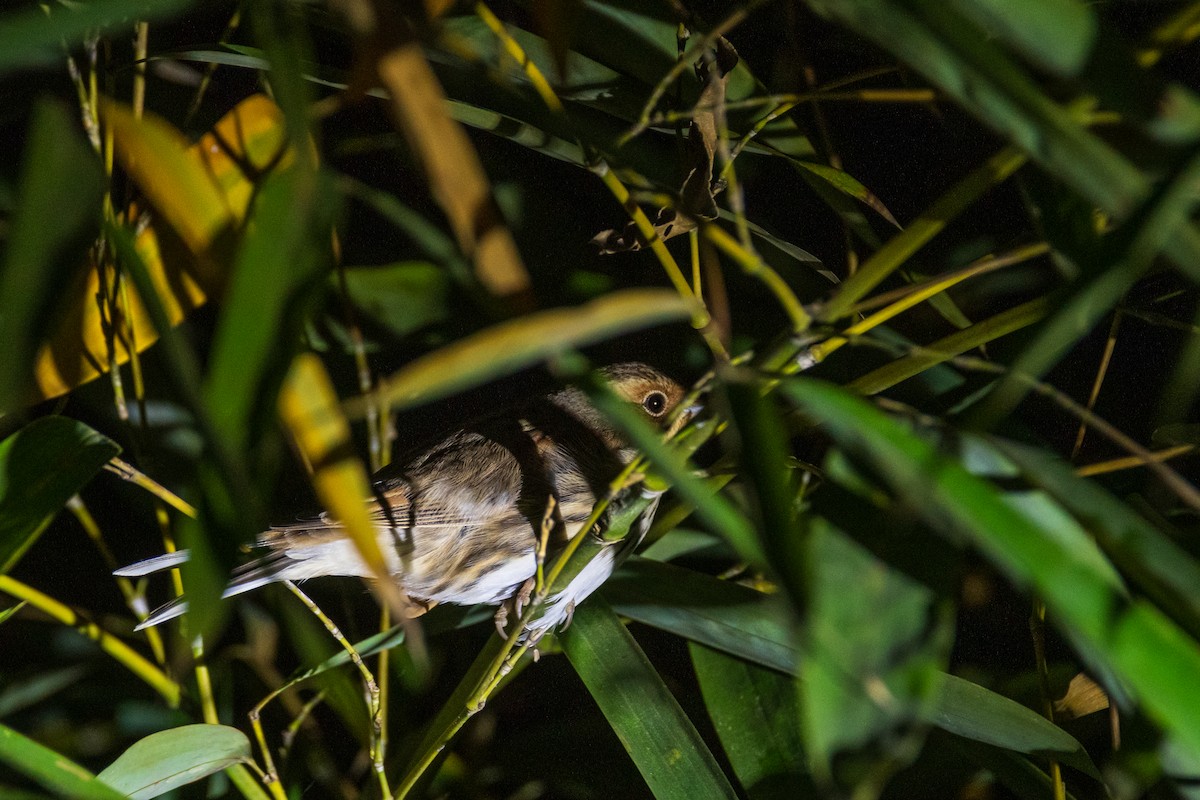 Little Bunting - ML646959003