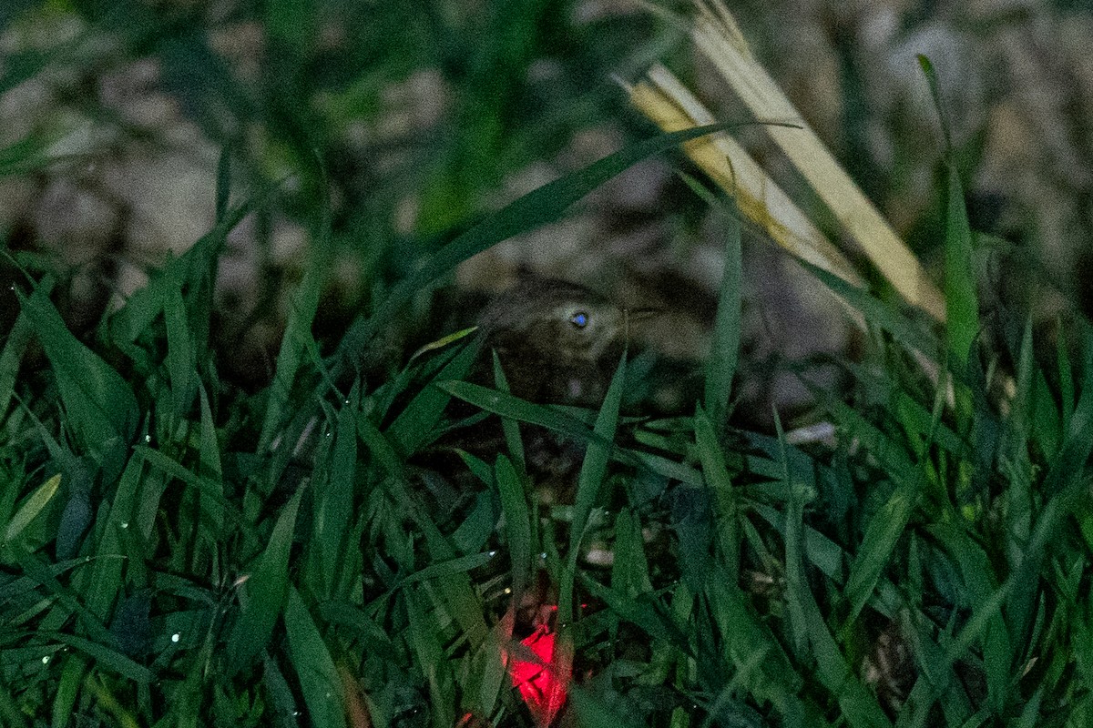 Siberian Pipit - ML646959004