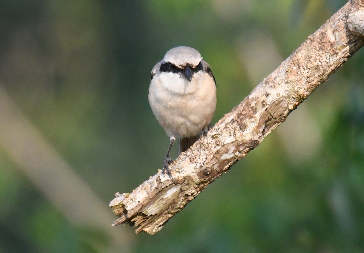 Long-tailed Shrike - ML646959005