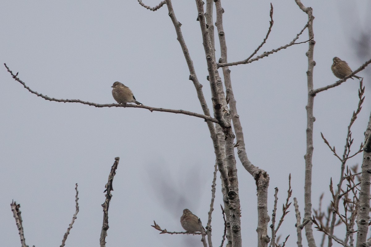 Eurasian Linnet - ML646959006