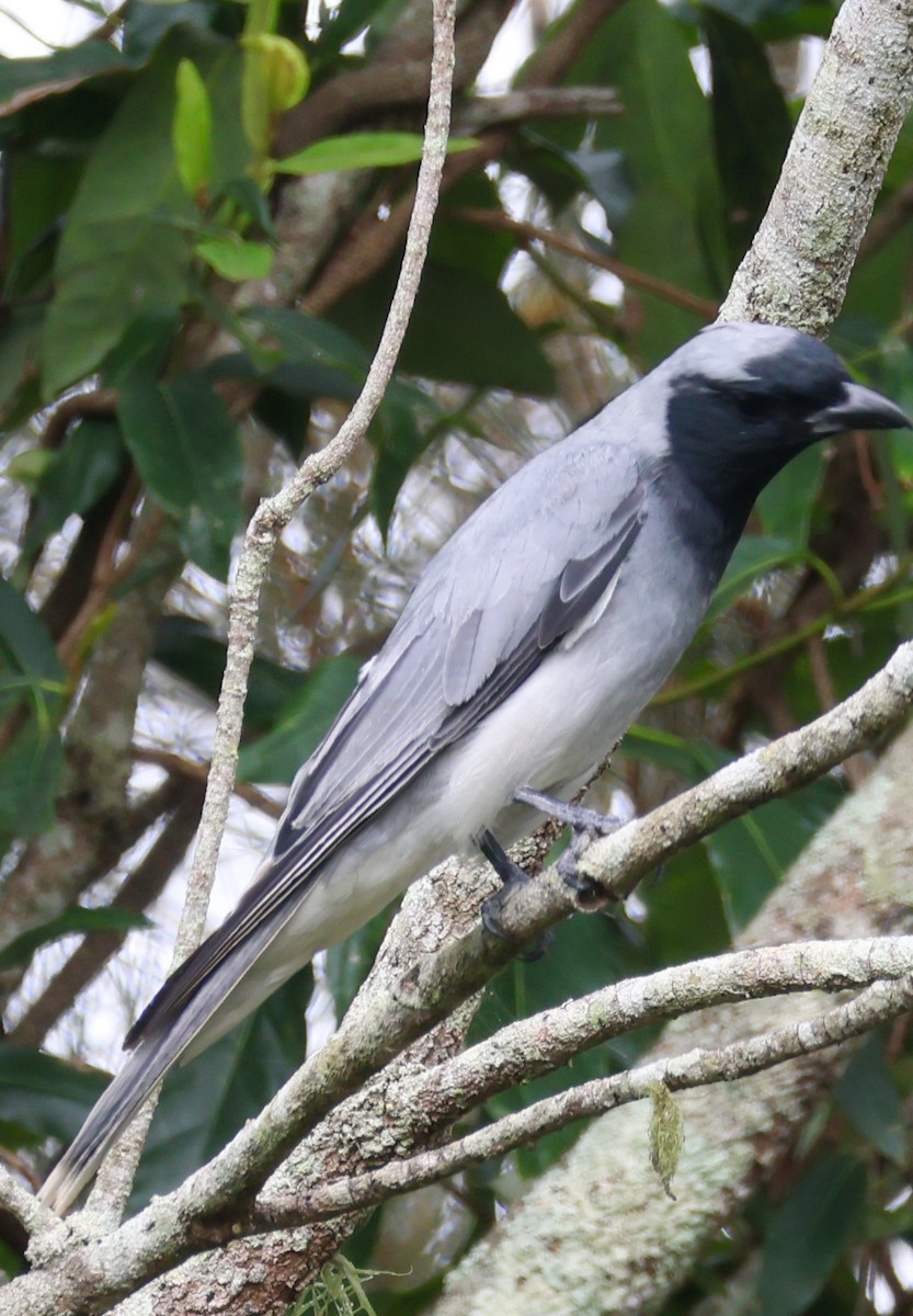 Black-faced Cuckooshrike - ML646959007