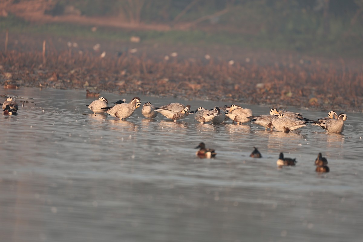 Northern Shoveler - ML646959008