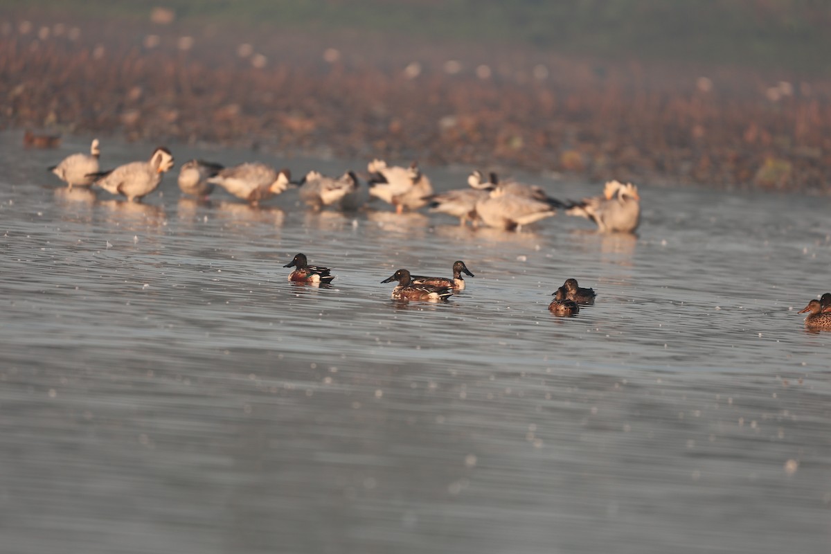 Northern Shoveler - ML646959009
