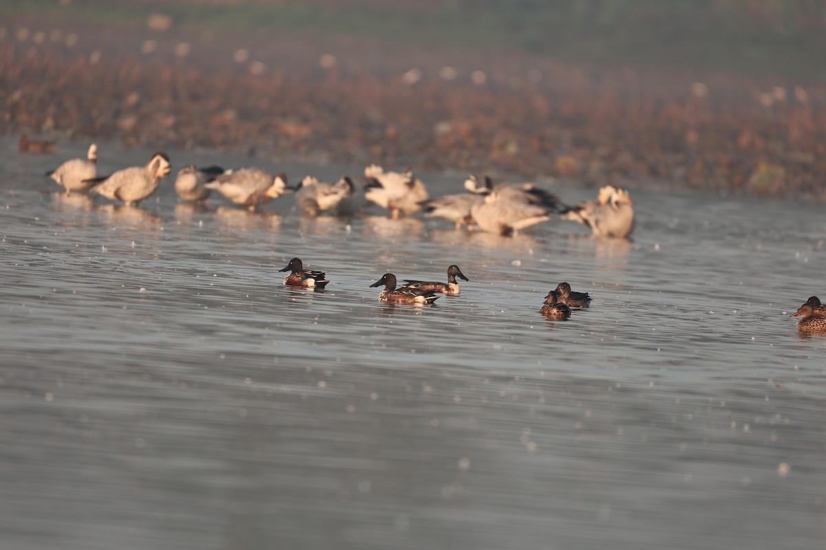 Northern Shoveler - ML646959010