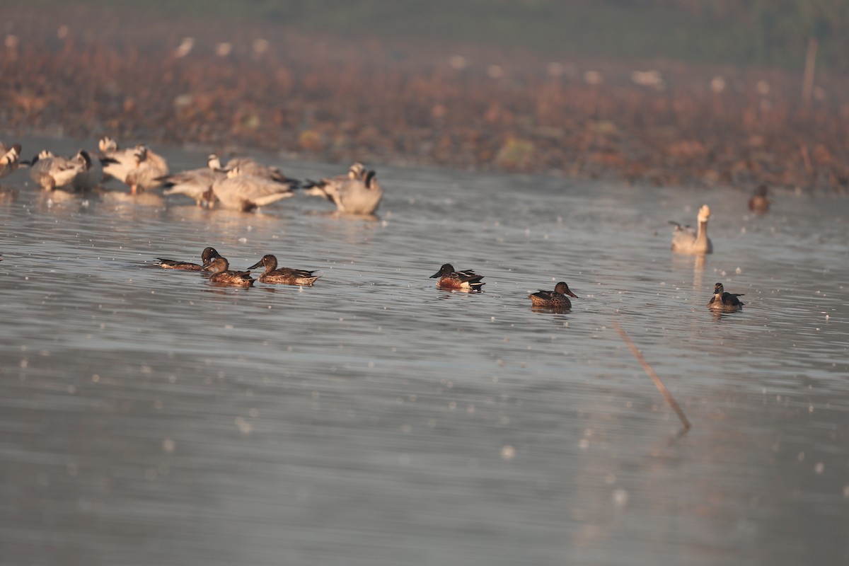 Northern Shoveler - ML646959011