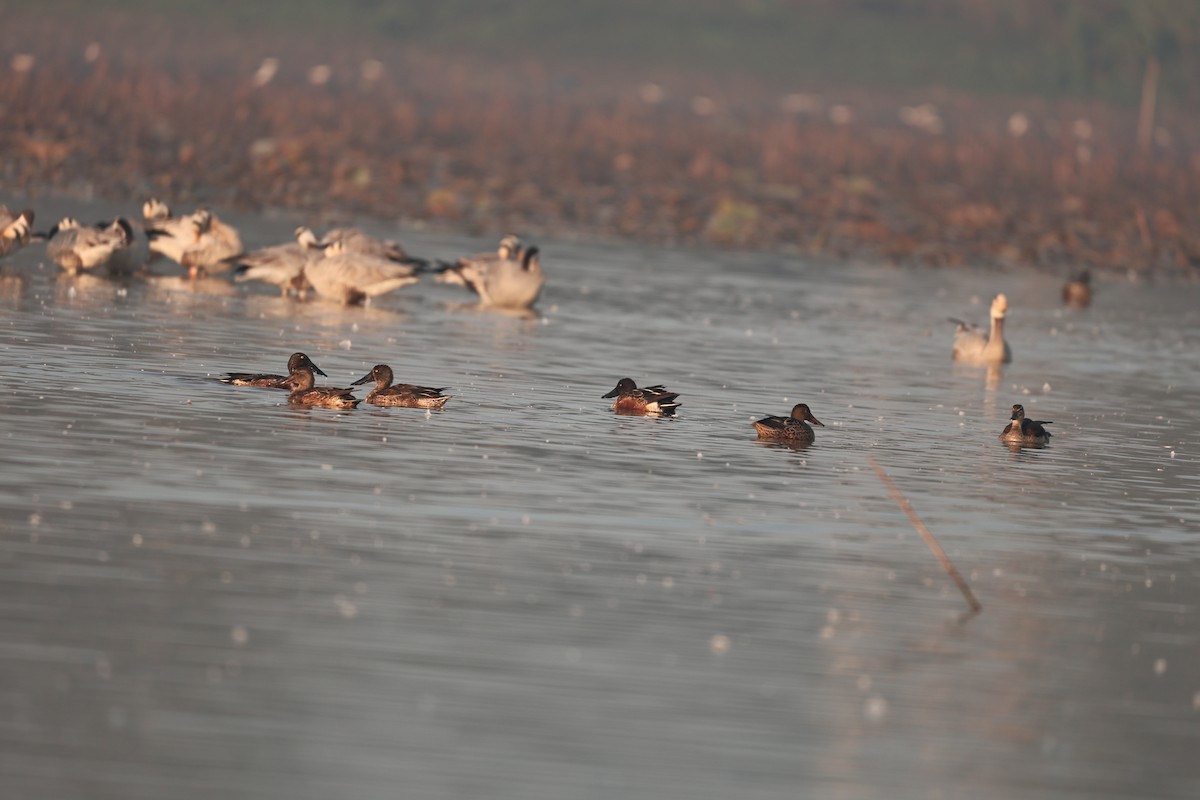 Northern Shoveler - ML646959012
