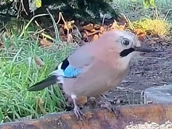 Eurasian Jay - ML646959013