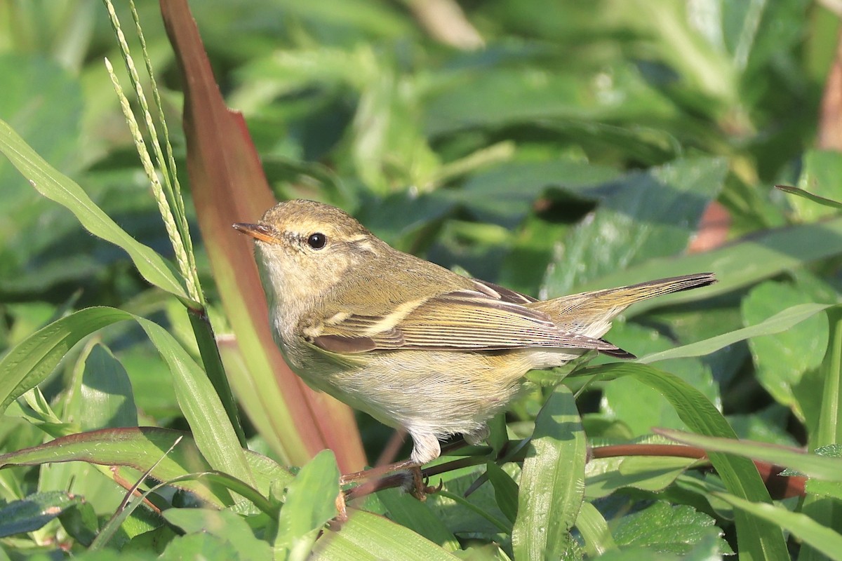 Yellow-browed Warbler - ML646959014
